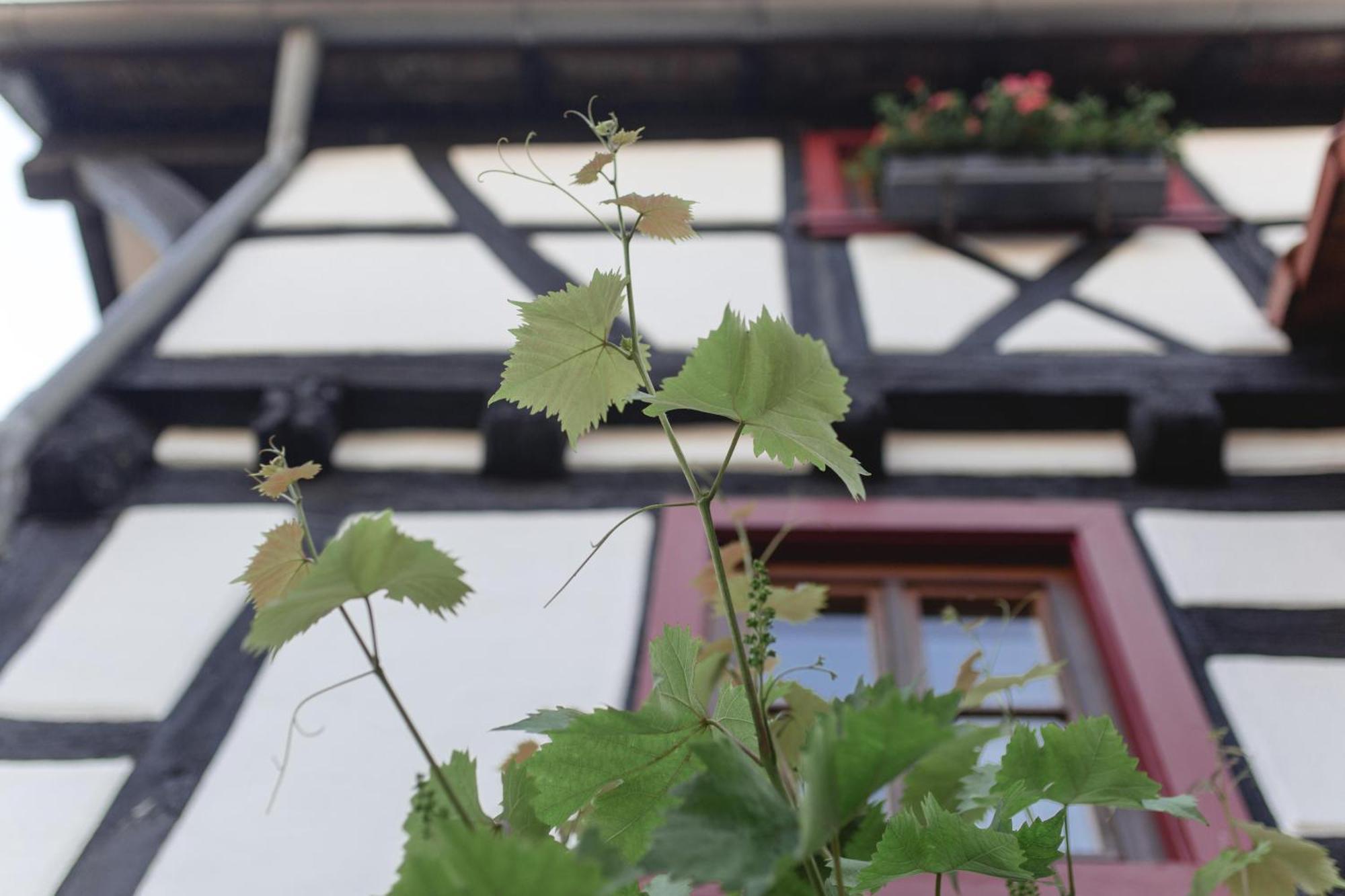 Ferienwohnung Gaby - Im Weingut Doll Gleiszellen-Gleishorbach Exterior photo